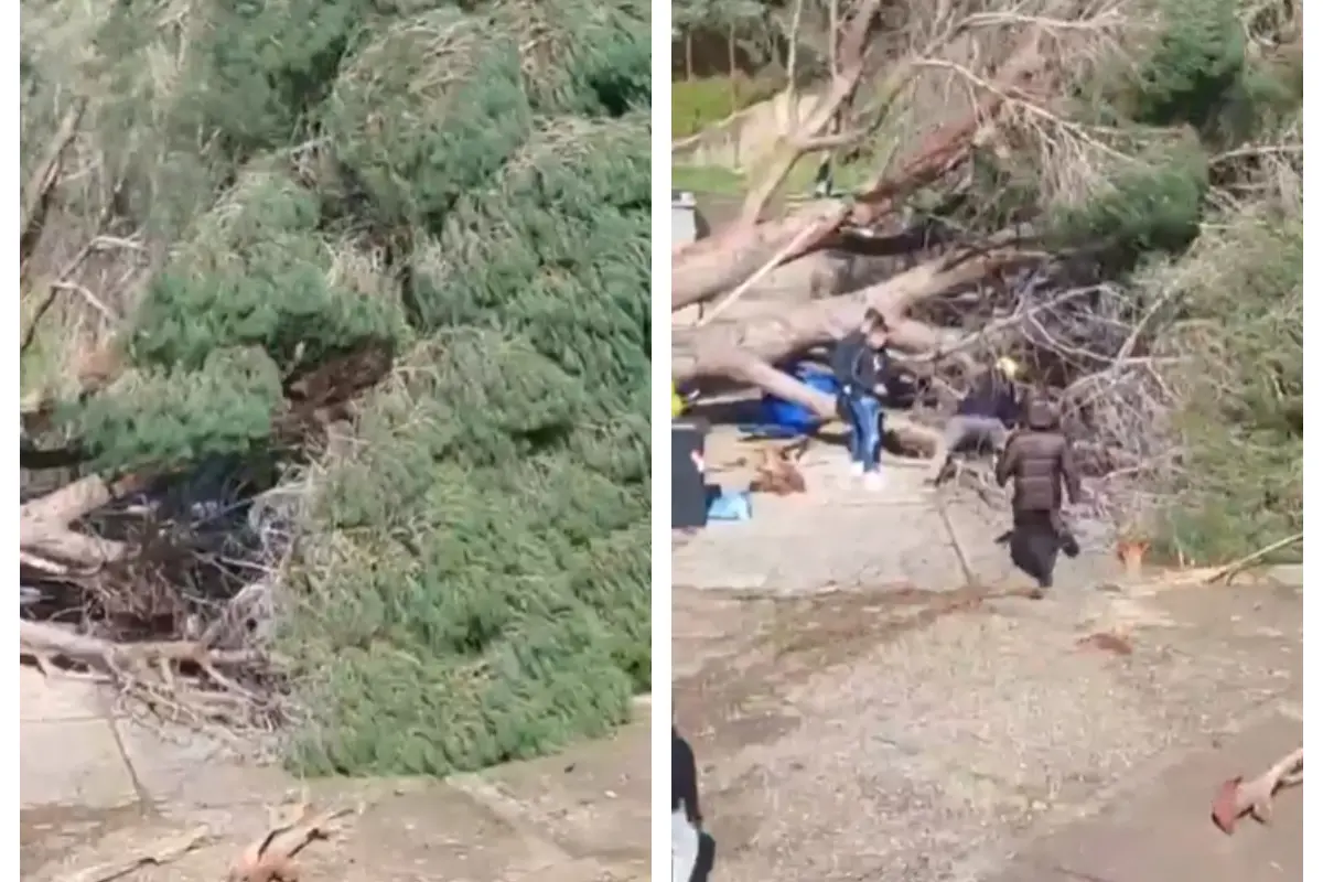 Bufera di vento, bidello travolto da un pino a Villaputzu: il salvataggio