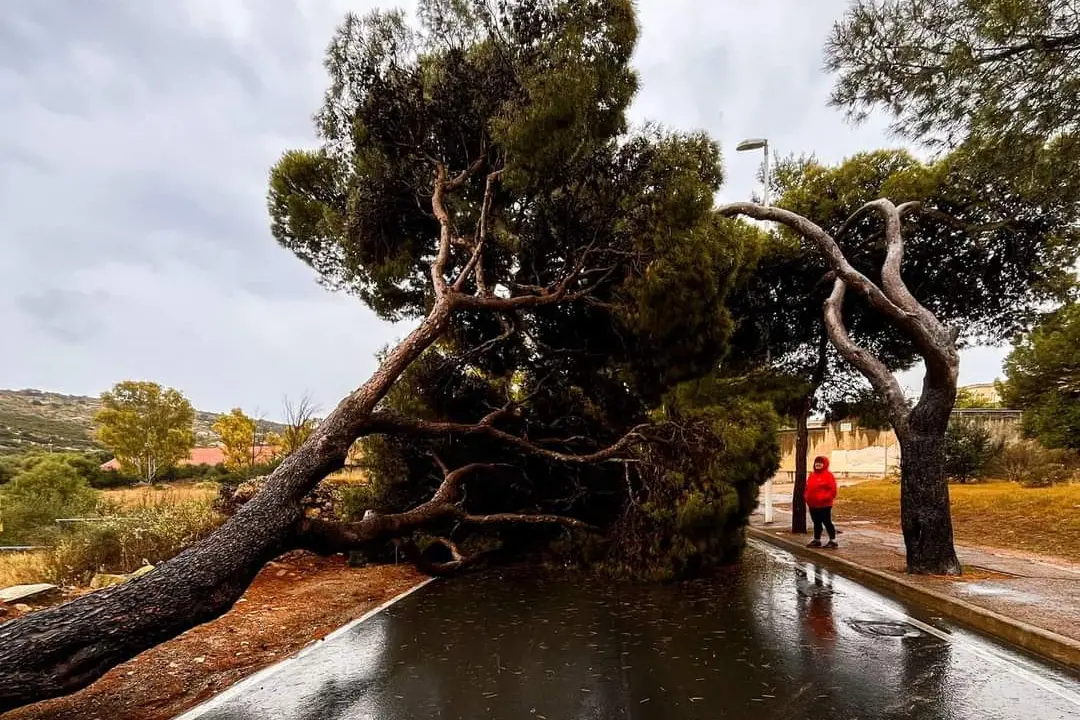Il pino crollato in viale Calamosca (L'Unione Sarda)