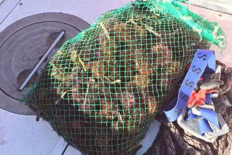 Pescano 500 ricci senza permesso tra Sarroch e Capoterra: nei guai tre sub