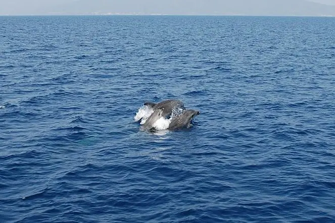 Delfini nel Golfo dell'Asinara (foto Pala)