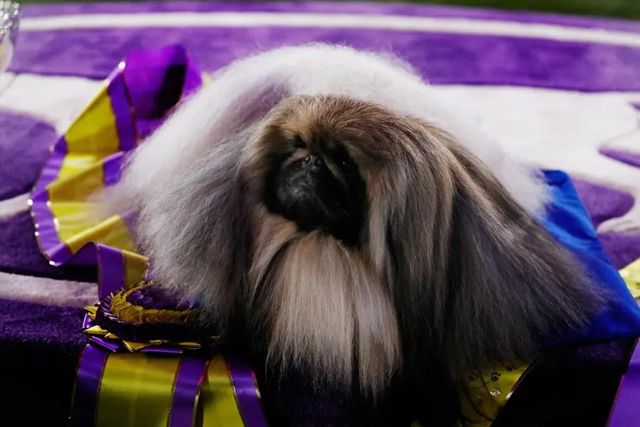epa09269344 'Wasabi', a Pekingese breed, winner of Best in Show during the 145th Annual Westminster Kennel Club Dog show on the grounds of the Lyndhurst Estate, a historic mansion, in Tarrytown, New York, USA, 13 June 2021. This year’s dog show was delayed from its normal time in February due to the coronavirus pandemic and is being held from 11 to 13 June 2021. EPA/Peter Foley