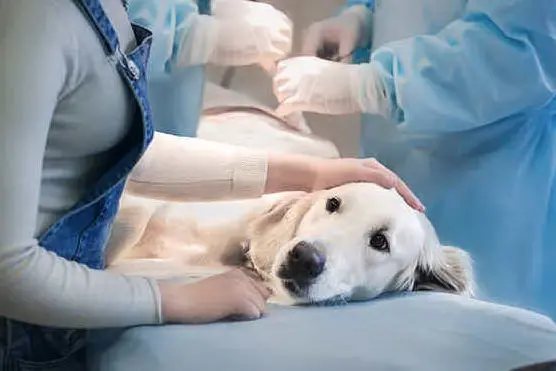 I cittadini che sceglieranno di sterilizzare il proprio cane avranno un contributo (foto Ivan Murgana)