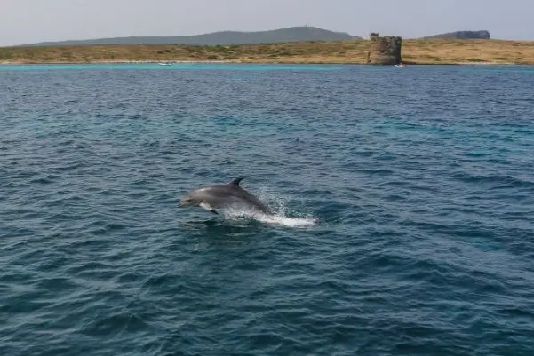 Delfini nel mare dell'Asinara (foto concessa)