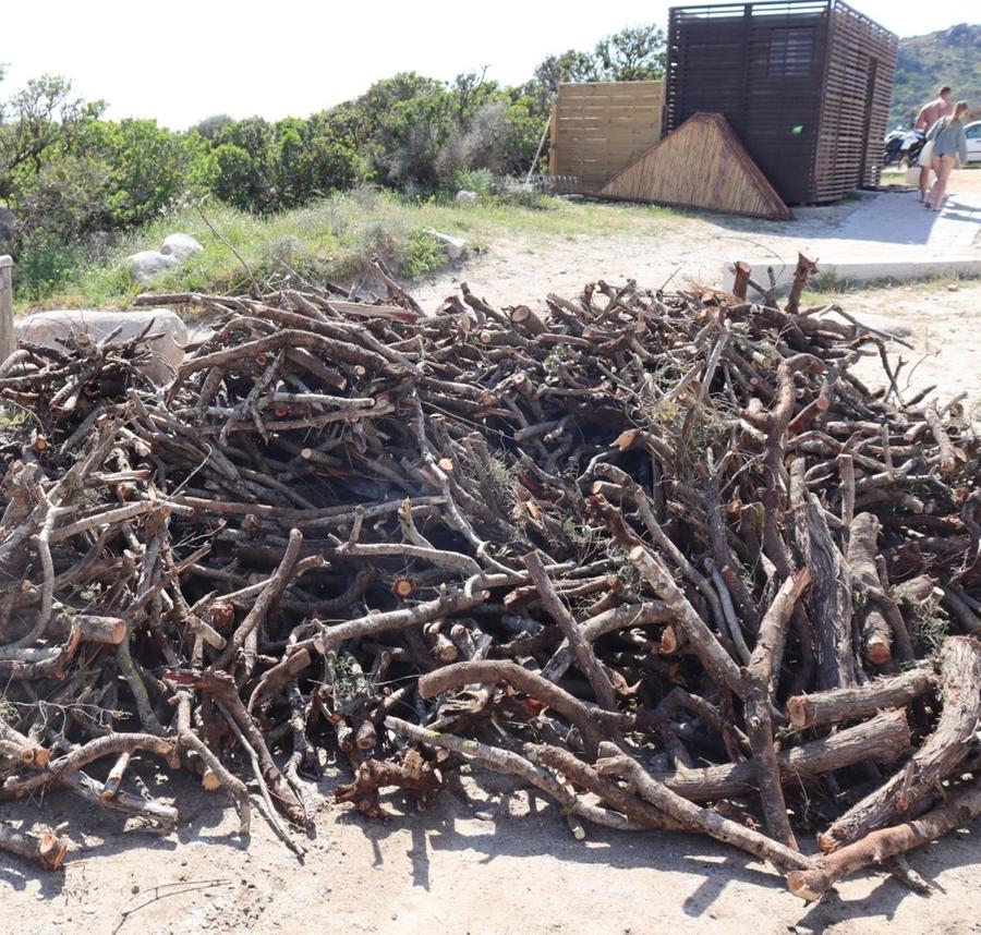 Abbattuti i ginepri a Punta Molentis