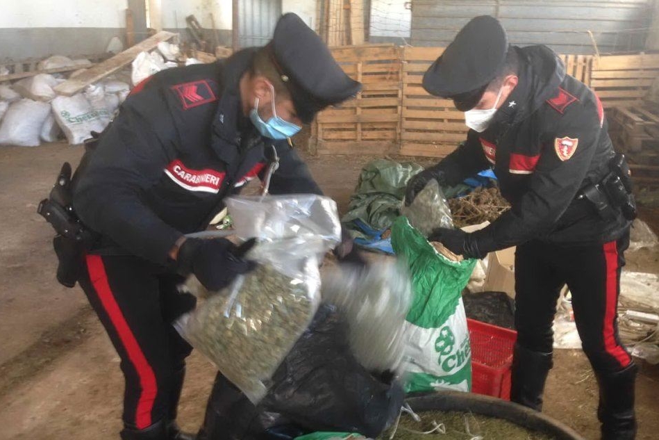 Nella stalla 320 chili di marijuana: Giave, arrestato allevatore 39enne
