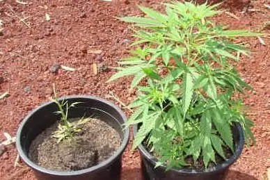 Un enologo è finito nei guai per aver coltivato una pianta di marijuana