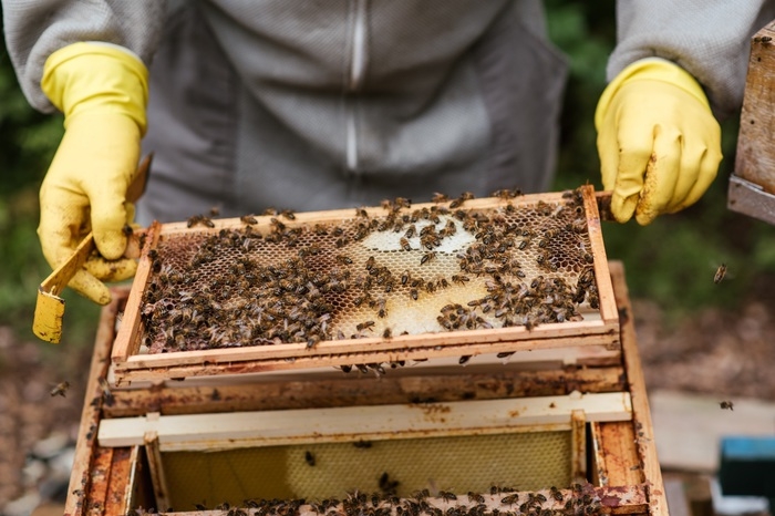 “Gli apicoltori sardi ancora in attesa dei sostegni”
