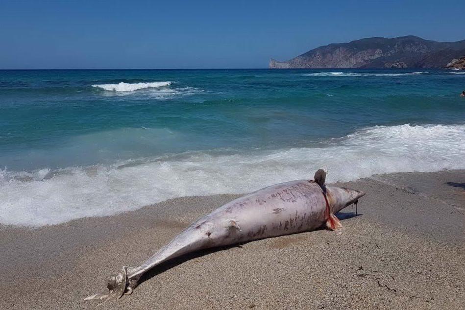 Gonnesa, un delfino spiaggiato a Fontanamare