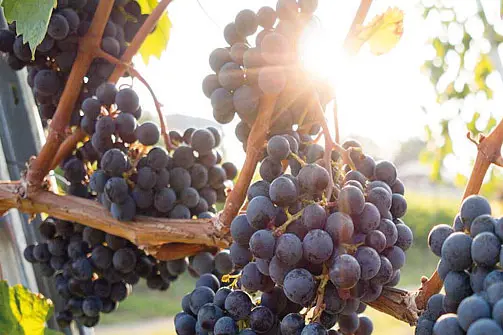 Uva in maturazione