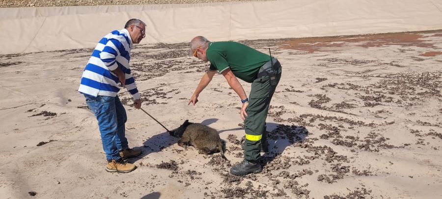 Finiscono in un lago artificiale a Pula: cinghiali salvati da barracelli e forestali