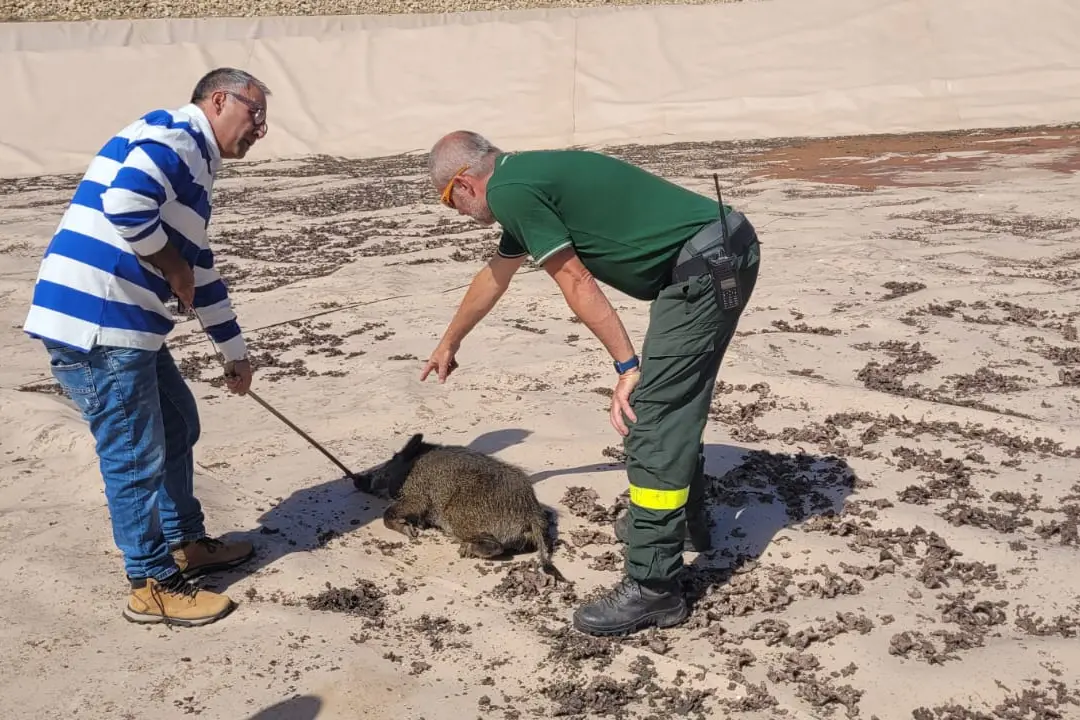 Il salvataggio (foto Murgana)