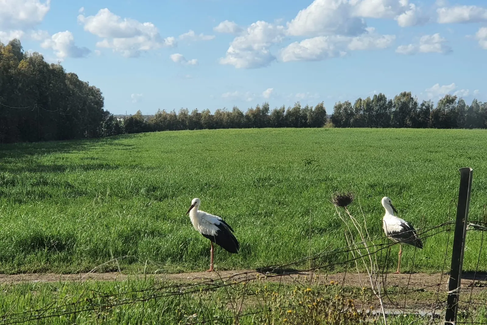 Le cicogne nei prati fra Tiria e San Quirico