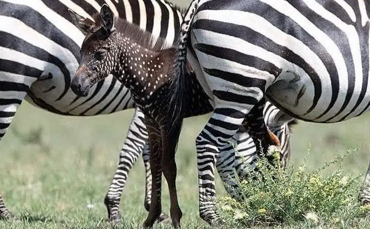 Un altro scatto della piccola zebra (foto @WildestAfrica)