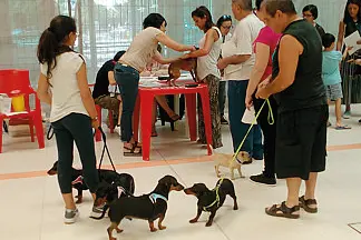 Cani e proprietari attendono il loro turno di applicazione del microchip (Foto d'archivio)