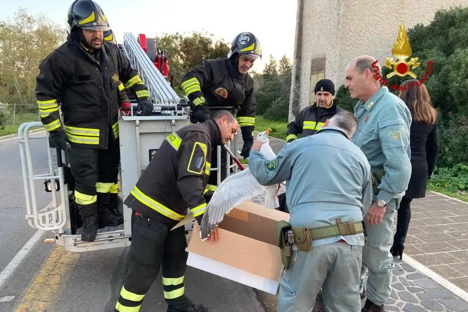 Le operazioni di soccorso del gabbiano (foto Vigili del fuoco di Cagliari)