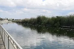 Pesci morti nel canale di Terramaini (L'Unione Sarda)