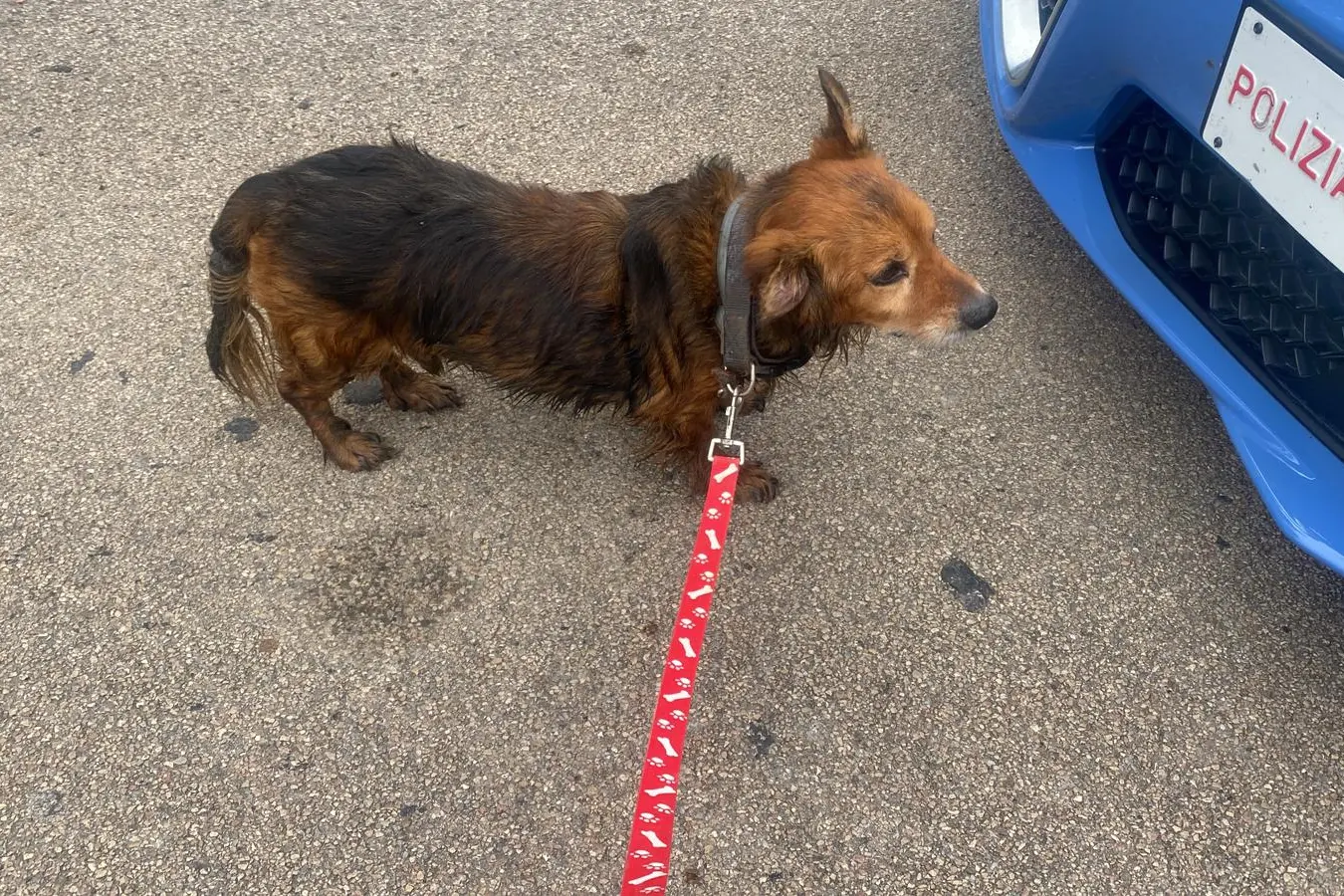 Napoleone, il cagnolino che ha vegliato il padrone morto per giorni