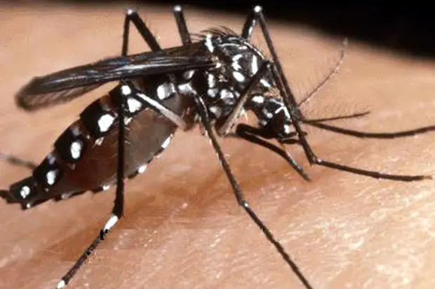 Una zanzara (foto archivio)