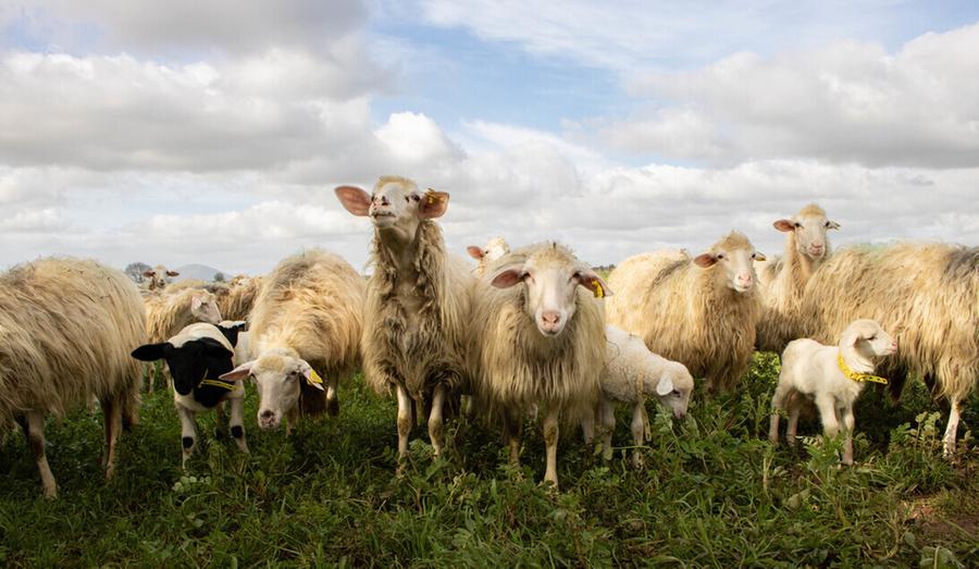 Lingua blu, sui vaccini Oristano gioca d’anticipo