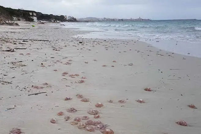 Le meduse spiaggiate (foto Caterina Fiori)