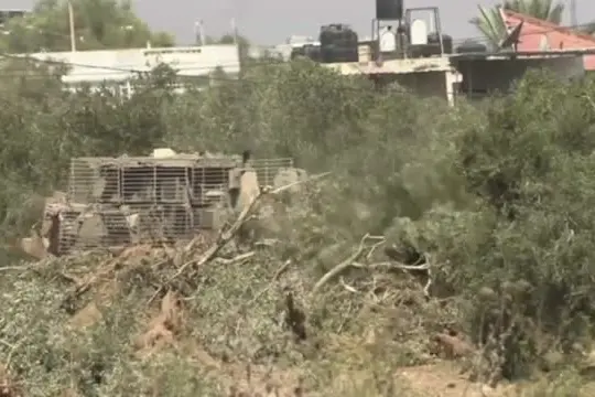 Cisgiordania, bulldozer israeliani sradicano decine di ulivi