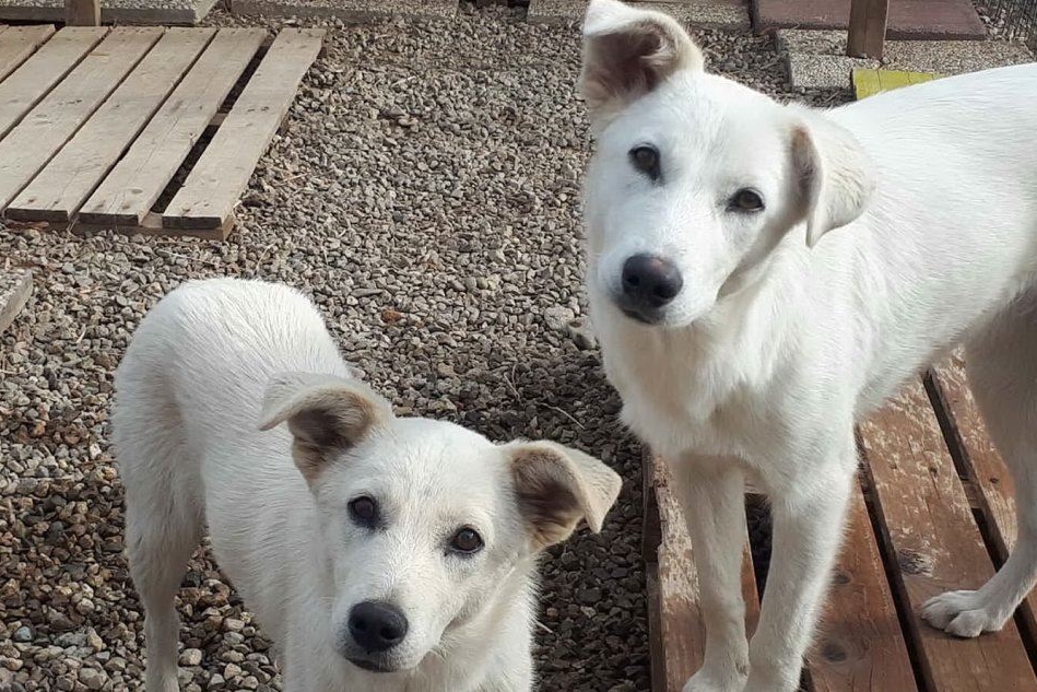 Due cagnoline abbandonate, ospitate nel rifugio la Casa di Bingo (foto Ivan Murgana)