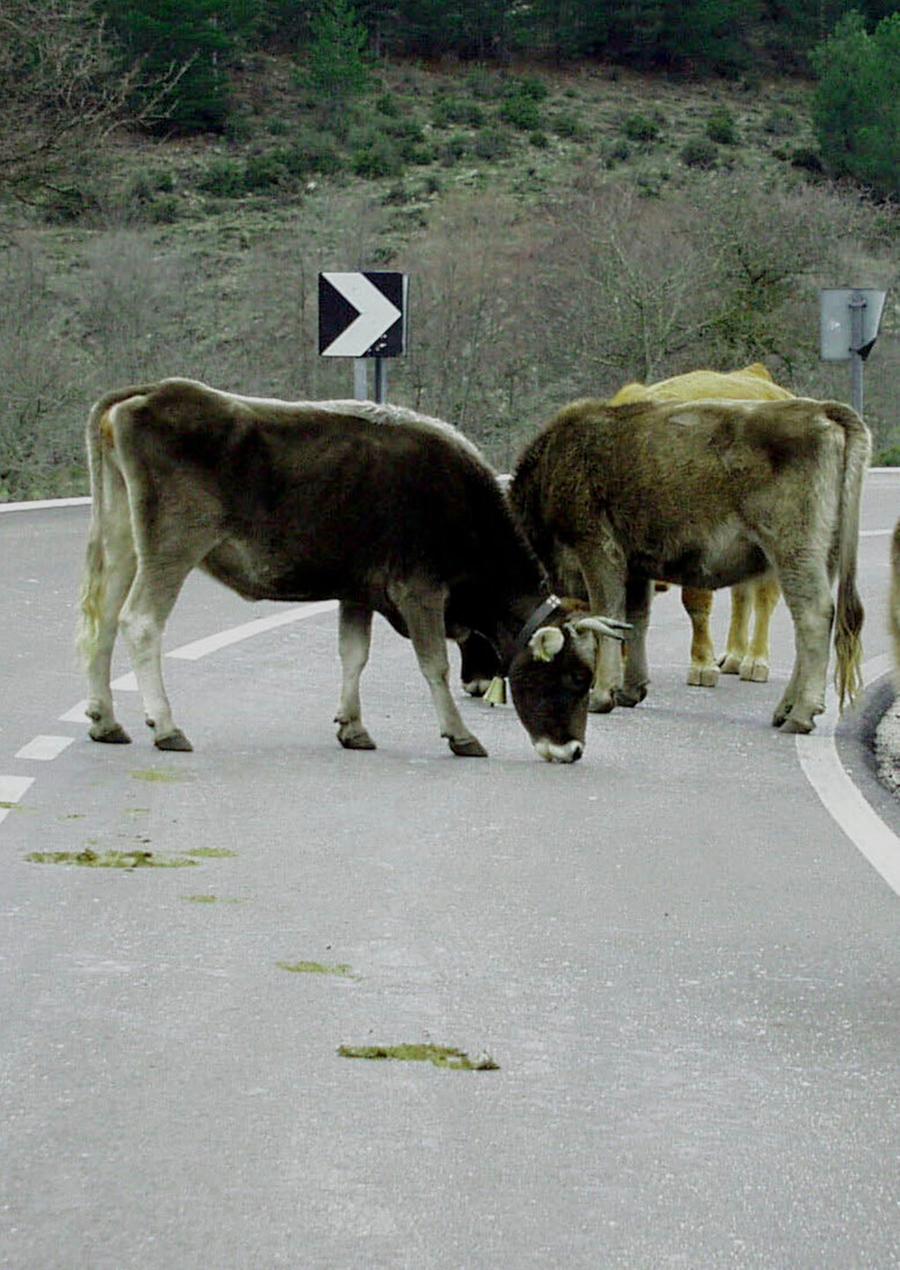 Nelle zone montane incubo frane e animali vaganti