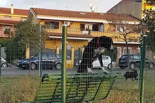 Il meticcio abbandonato nell'area cani di via Sicilia