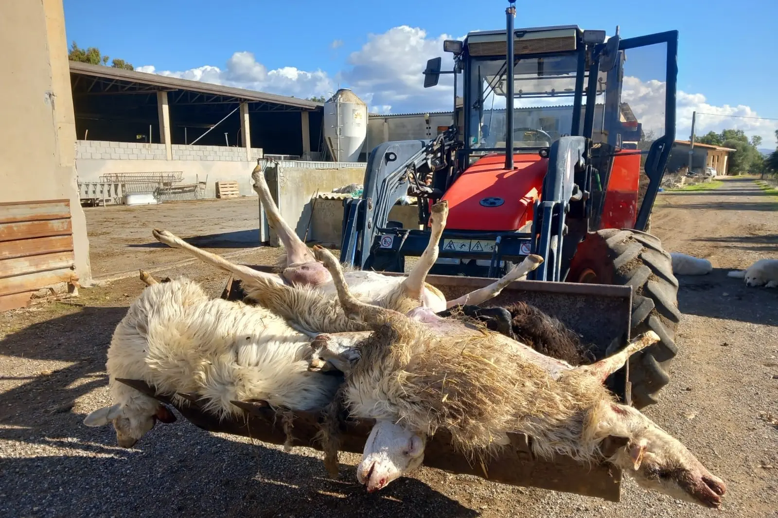 Pecore uccise dalla Lingua blu (archivio L'Unione Sarda)