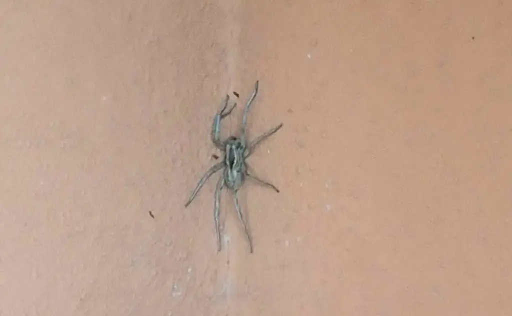 &quot;Sono in vacanza a Sorso e ho trovato questo ragno: sarà pericoloso?&quot;, lo scatto inviato da Massimiliano (05/09/2018)
