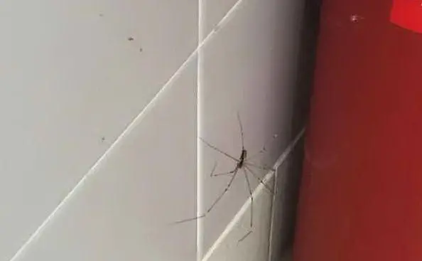 Un ragno sul muro della cucina