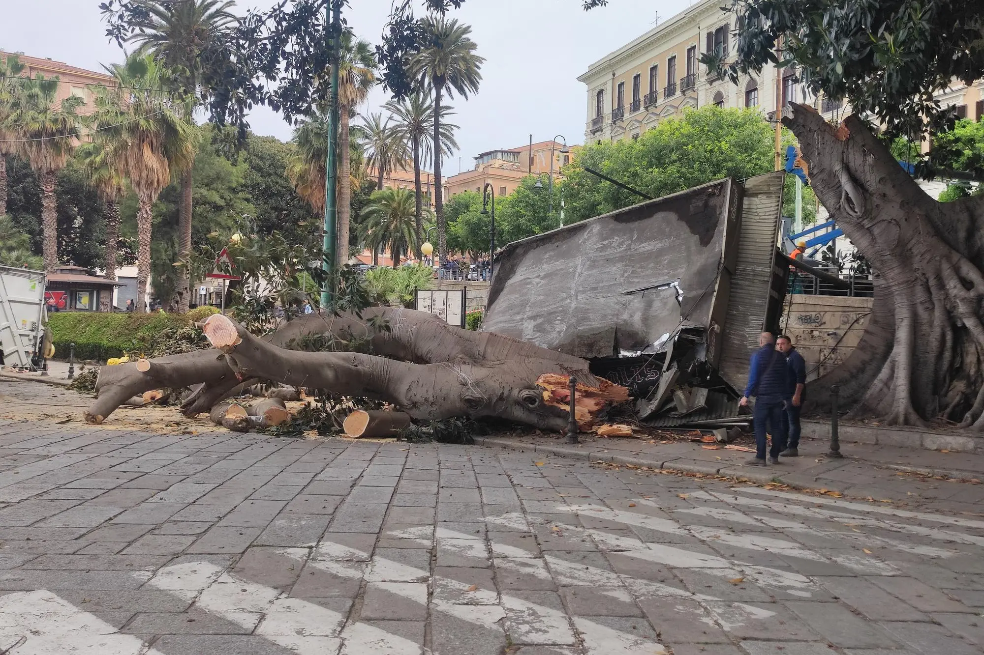 L'albero crollato con l'edicola sradicata (L'Unione Sarda)