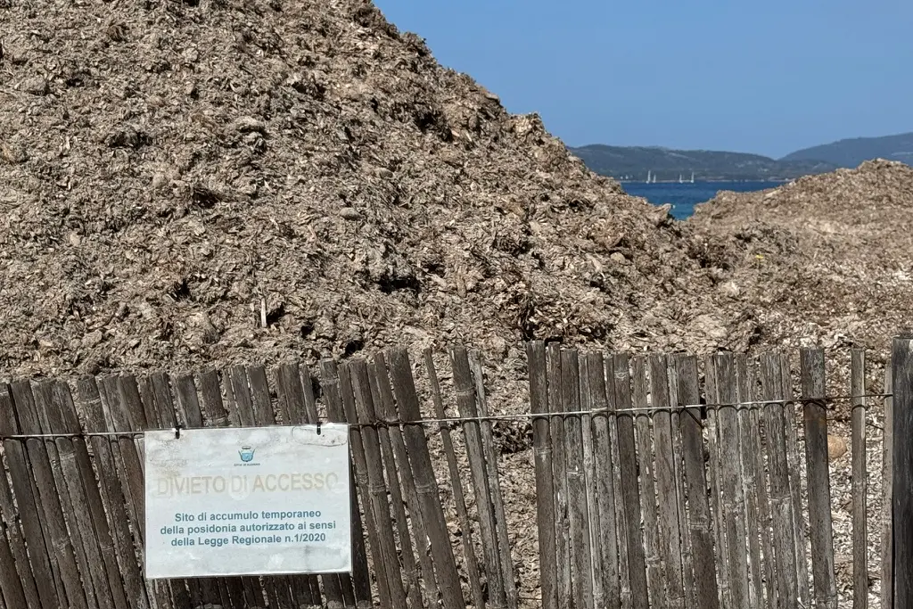 Un cumulo di posidonia