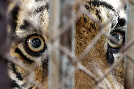 Una tigre (foto Ansa/Epa)