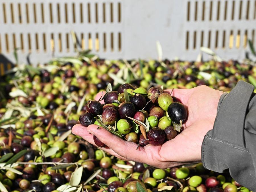 Stagione drammatica per l’olivicoltura sarda: crolla la produzione, -56% rispetto al 2022