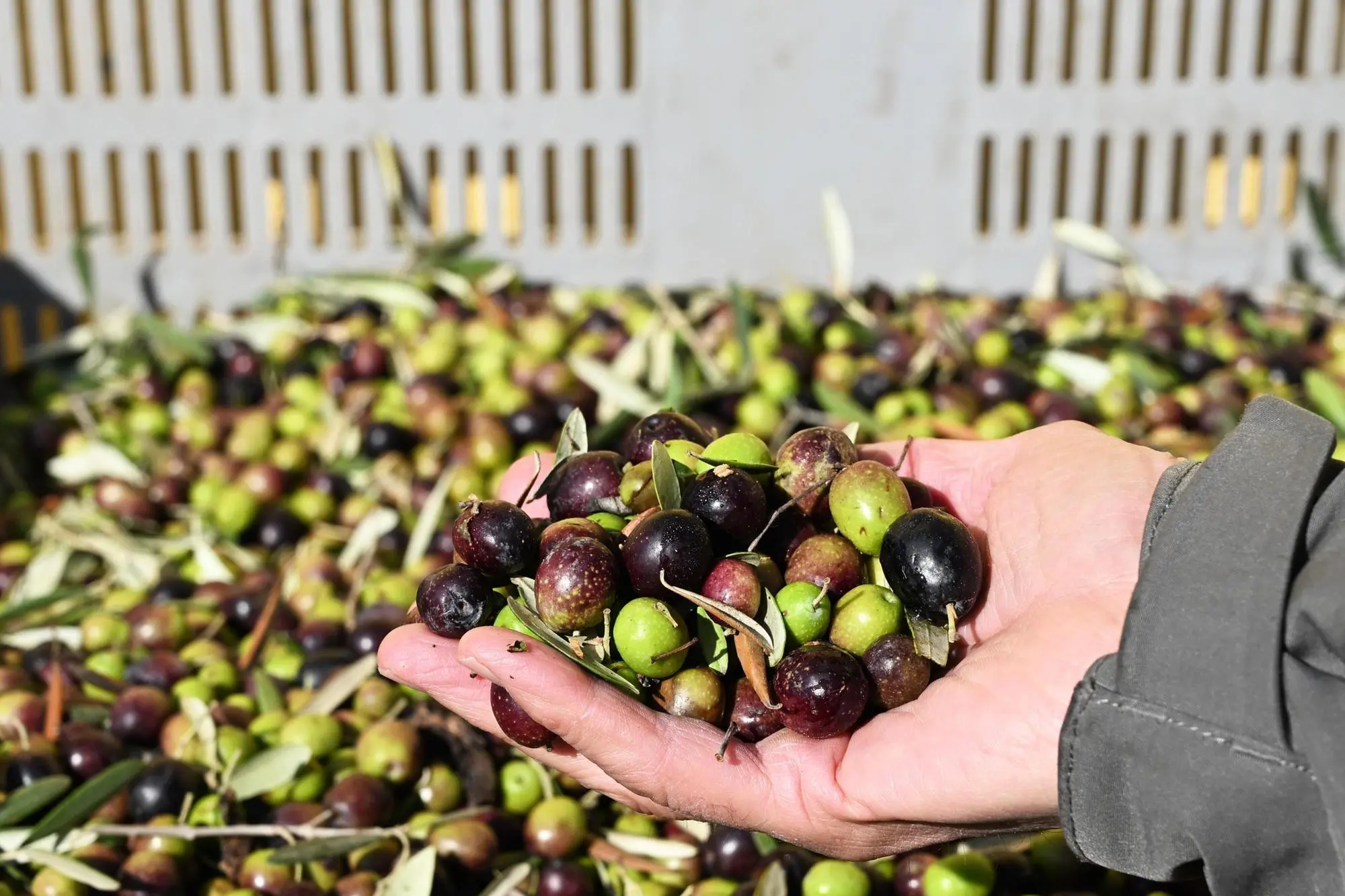 Molitura e spremitura delle olive, immagine simbolo (Ansa)