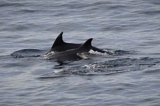 Delfini nel golfo di Cagliari (L'Unione Sarda - A. Piras)