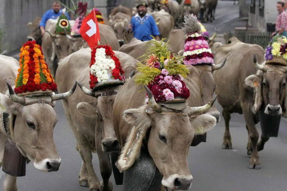 Mucche e capre con le corna, la Svizzera va al voto