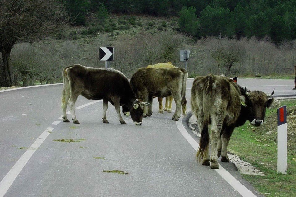 Mucche in mezzo alla strada sulla 195, allarme degli automobilisti