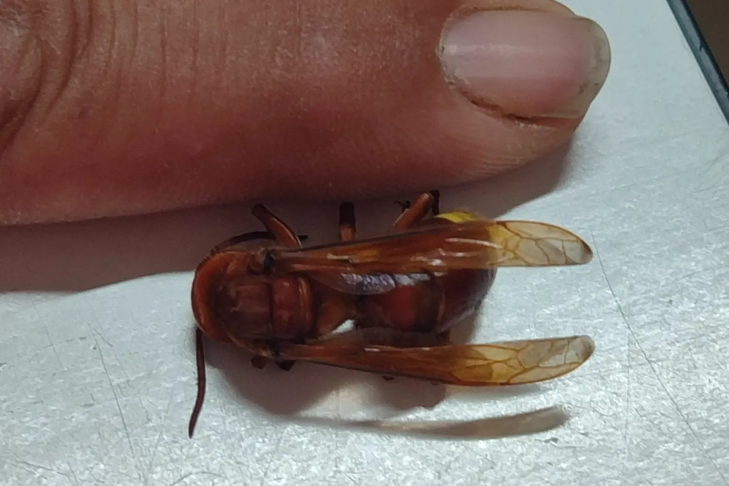 Una vespa Orientalis catturata in un nido a Sinnai