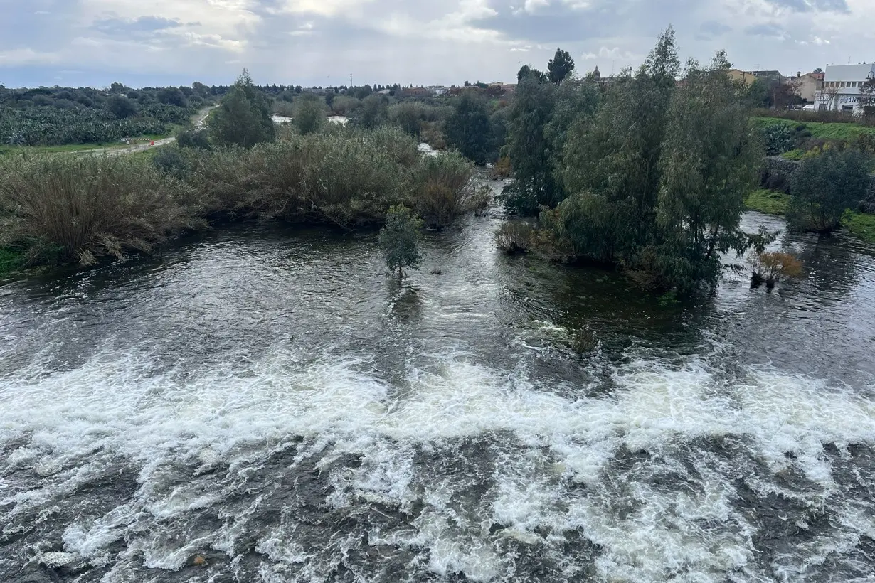 Gli alberi d'alto fusto cresciuti nel canale di guardia di Pula