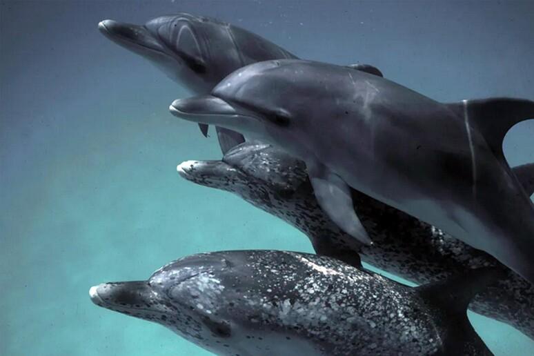 La Maddalena, delfini nel Santuario Pelagos: parte il monitoraggio tra ricerca e scuola