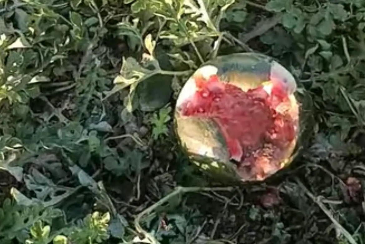 La frutta danneggiata in un campo del Sinis (foto Sara Pinna)