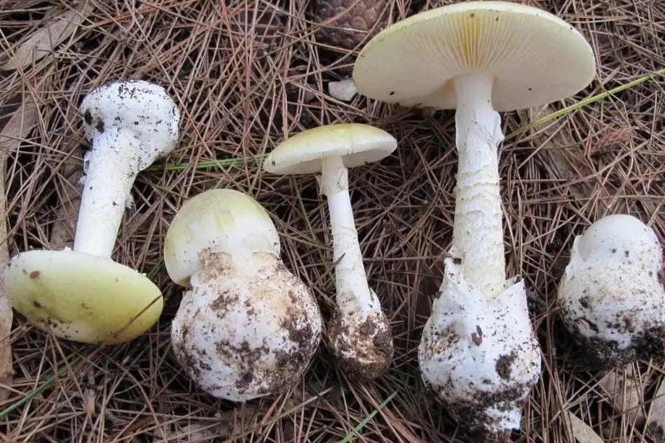 Funghi Amanita Phalloides