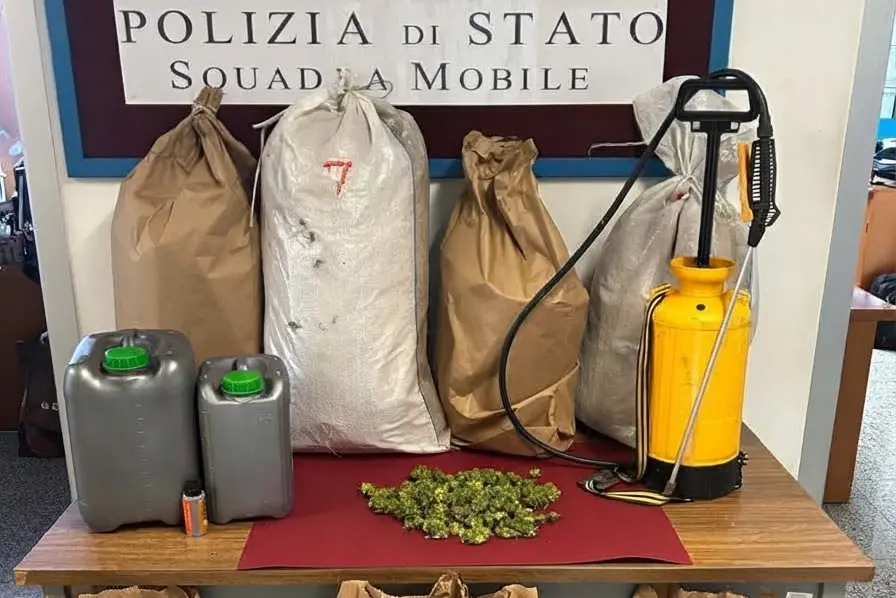 La marijuana sequestrata