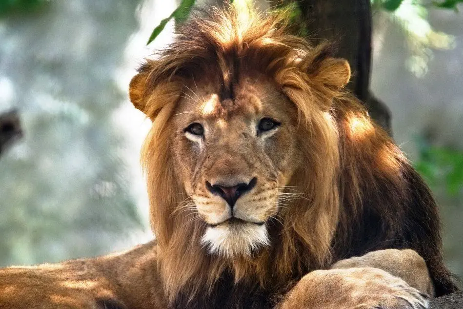 Il leone Nyack (foto Facebook)