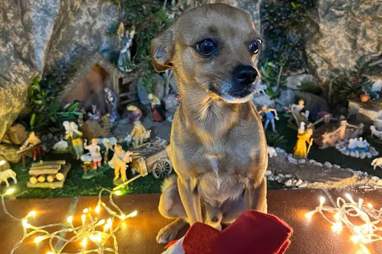 Buone feste a tutti da Pippinu di Galtell&igrave;