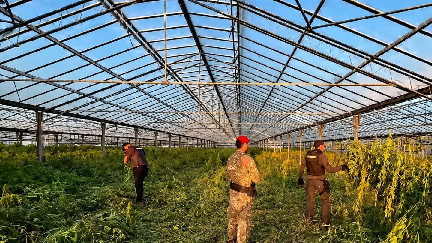 Piantagioni di marijuana in Sardegna, dati 2025, sequestri e consumo di droghe