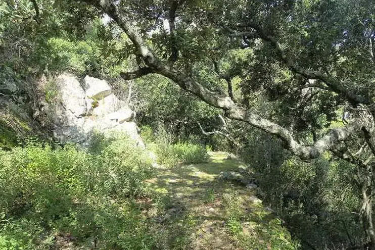 Una foresta in territorio di Castiadas