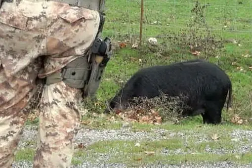 La task force per l'abbattimento dei maiali allo stato brado (Archivio L'Unione Sarda)